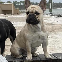 French Bulldogs from Rhythm Run Frenchies