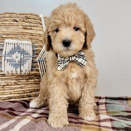 Snowy - Apricot male Goldendoodle puppy in Temecula, California from Oodles O'Doodles