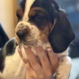 Flash (Black) - Black brown and white male Basset Hound puppy in Outlook, Washington from Porter Kennels