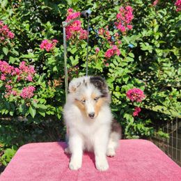 Shetland Sheepdog Puppies from Ambrozia Kennels