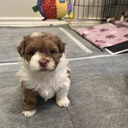 Red and White Male - Red male Havanese puppy in Monahans, Texas from Homeward Havanese, LLC