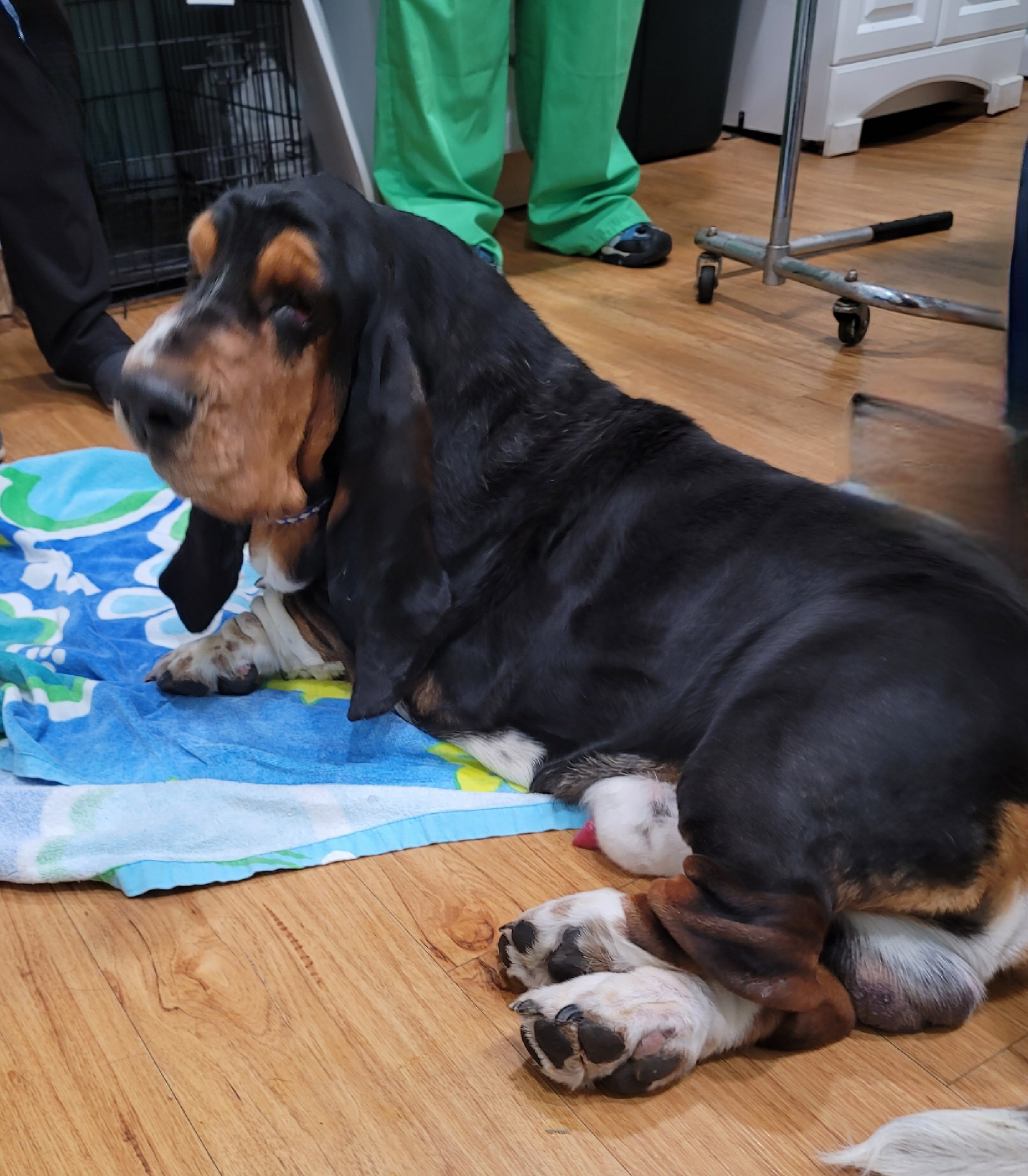Valentino - Basset Hound