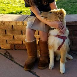 Collie Puppies from Maclen Collies