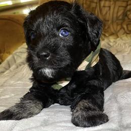 Miniature Schnauzers from Joyful Schnauzers