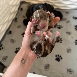 Blue Girl - Chocolate and tan female Dachshund puppy in Lexington, Kentucky from Wilderness Weenies
