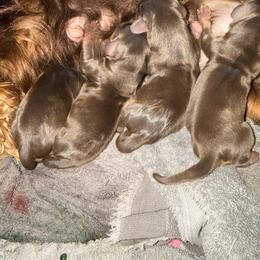 Male 3 - Chocolate male Cavalier King Charles Spaniel puppy in Ellisville, Mississippi from Malu Lani Cavaliers