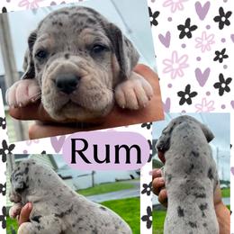 RUM - Merle female Great Dane puppy in Wellsville, New York from Prophecy Danes