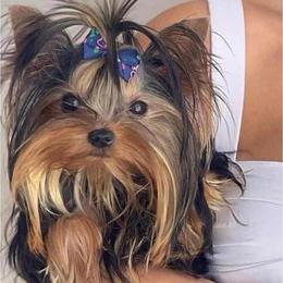 Solo - Black and gold male Yorkshire Terrier puppy in Concord, California from Real Yorkies of NorCal