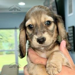 Mr. Red-2400 - Cream male Dachshund puppy in Ocala/Gainesville, Florida from From the Heart Doxies