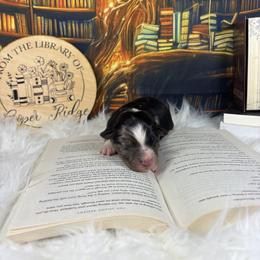Lyric - Blue merle male Australian Shepherd puppy in Fredericksburg, Virginia from Cooper Ridge Aussies