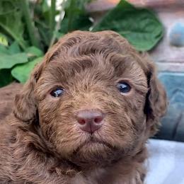 Poodle Puppies from 'Capon Cuties