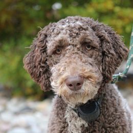 Hershey - Cockapoo