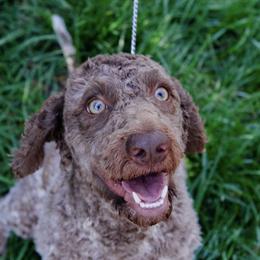 Silvia - Brown roan female Lagotto Romagnolo puppy in Canton, Georgia from HeartSpot Lagotti