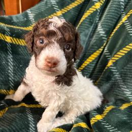 Pink collar - Phantom female Poodle puppy in Huntsville, Alabama from Flint River Poodles
