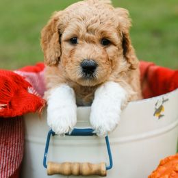 Goldendoodle Puppies from Ellie's Goldendoodles