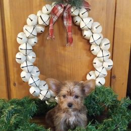 Eric - Gold male Yorkshire Terrier puppy in Terrell, Texas from Ashley Nicole Ranch