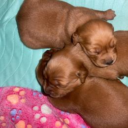 Female 3 - Fauna - Dark golden female Golden Retriever puppy in Yucaipa, California from Blessed Goldens
