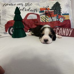 Boy 3 - White black and tan male Beagle puppy in Newman, California from Valley Beagles