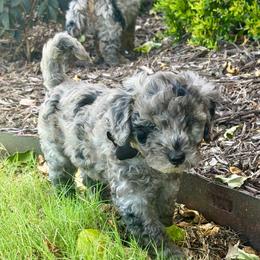 Cosmo - Blue merle male Aussiedoodle puppy in Midlothian, Texas from Gray Doodles