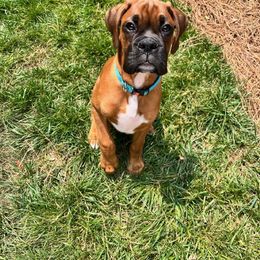 Boxer Puppies from SmashBox Kennel