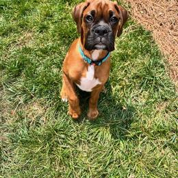 Boxer Puppies from SmashBox Kennel