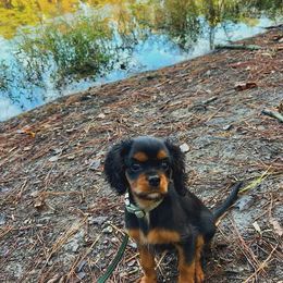 Cavalier King Charles Spaniel Puppies from Eastwick Paws Cavaliers