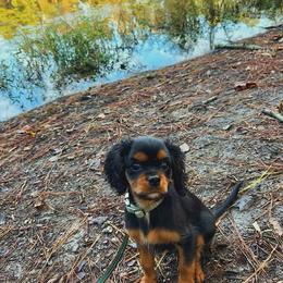 Cavalier King Charles Spaniel Puppies from Eastwick Paws Cavaliers