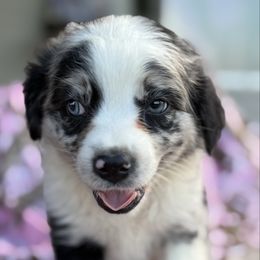 Barney - Blue merle male Australian Shepherd puppy in Quaker City, Ohio from Wagon Wheel Aussies and Corgi’s