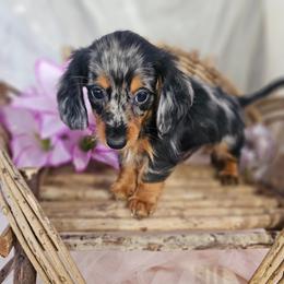 Boone - Dapple male Dachshund puppy in Arthur, Illinois from Dachs and Poms