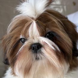 Sun Made - Gold and white male Shih Tzu puppy in New York, New York from Falling Star