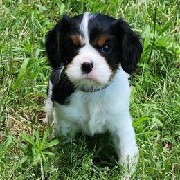 Gracie - Tri-color female Cavalier King Charles Spaniel puppy in Binger, Oklahoma from King of the Hill Cavaliers