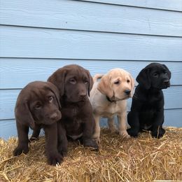 Labrador Retriever Puppies from Christina Tsoukalas