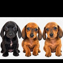 Red girl 2 - Red female Dachshund puppy in Yuba City, California from The Navarro Furbabies