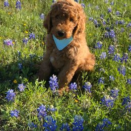 Goldendoodle Puppies from Central Texas Poodles and Doods