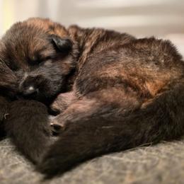 Red collar (Chilli) - Sable female German Shepherd puppy in Hermitage, Pennsylvania from Shepherds of the Hundred Acres