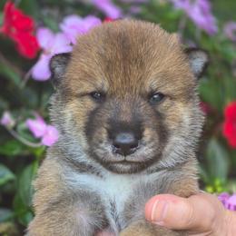 Boy 1 - Sesame male Shikoku Ken puppy in Harrisburg, Pennsylvania from Yume Shikoku Ken