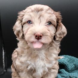 Cavalier King Charles Spaniel, Cavapoo, Havanese, and Havapoo Puppies from Grayfinn House