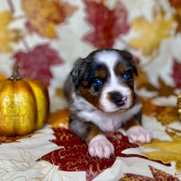 Blue Merle girl #1 - Blue merle Miniature Australian Shepherd puppy in Buchanan, Georgia from Stanleyville Farm Mini Aussies