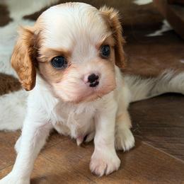 Barry - Blenheim male Cavalier King Charles Spaniel puppy in Kidder, South Dakota from Continental Cavaliers