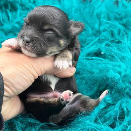 Michael - Black and tan male Chihuahua puppy in Franklin, North Carolina from A&J Cutie Pawtooties
