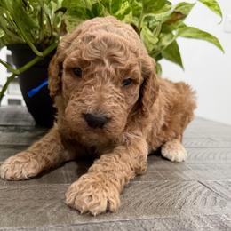 Blue - Apricot male Goldendoodle puppy in Bakersfield, California from Lavish Doodles