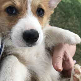 Pembroke Welsh Corgi Puppies from Indian Valley Corgies