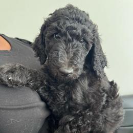 Kissy - Black female Goldendoodle puppy in Simpsonville, South Carolina from D & D Golden Doodles, LLC