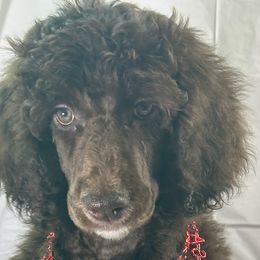 Aussiedoodles, Golden Aussiedoodles, Goldendoodles, Labradoodles, and Poodles from Grapeshot Poodles & Doodles LLC