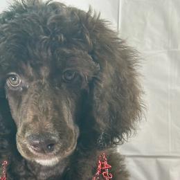 Aussiedoodles, Golden Aussiedoodles, Goldendoodles, Labradoodles, and Poodles from Grapeshot Poodles & Doodles LLC