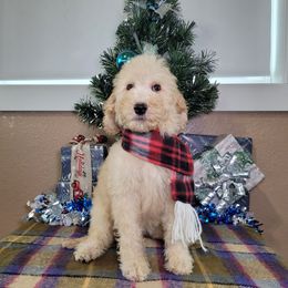 Lollipop - Red  female Goldendoodle puppy in Grabill, Indiana from Rose's Doodles