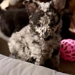 Pinwheel - Black merle female Mudi puppy in Benson, Arizona from Twisted Acres Border Collies and Mudi