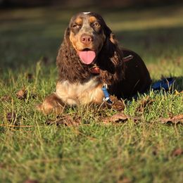 Semi - English Springer Spaniel