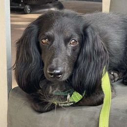 Mr. Pickles - Dachshund