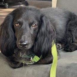 Mr. Pickles - Dachshund